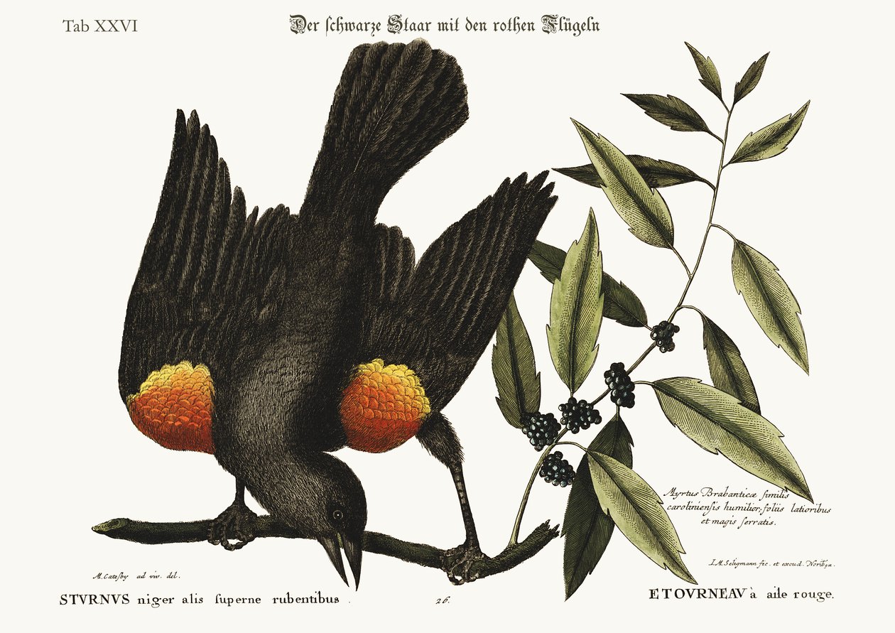 Kızıl Kanatlı Starling, 1749-73 by Mark Catesby
