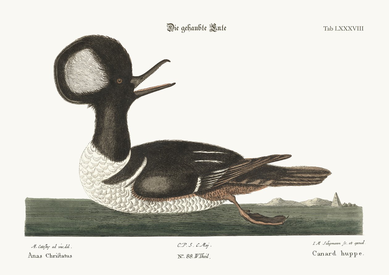 Yuvarlak Tepeli Ördek, 1749-73 by Mark Catesby
