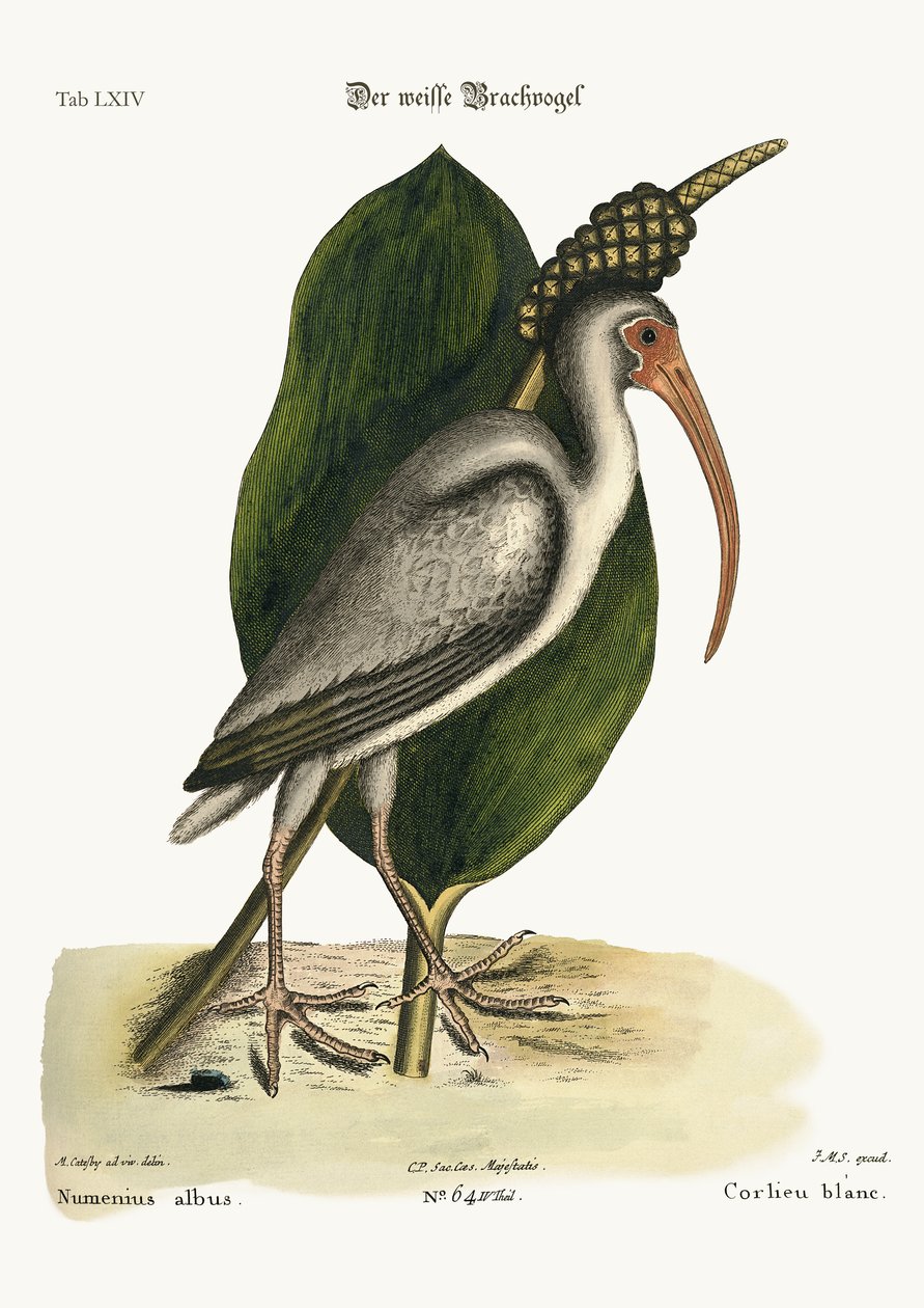 Beyaz Curlew, 1749-73 by Mark Catesby