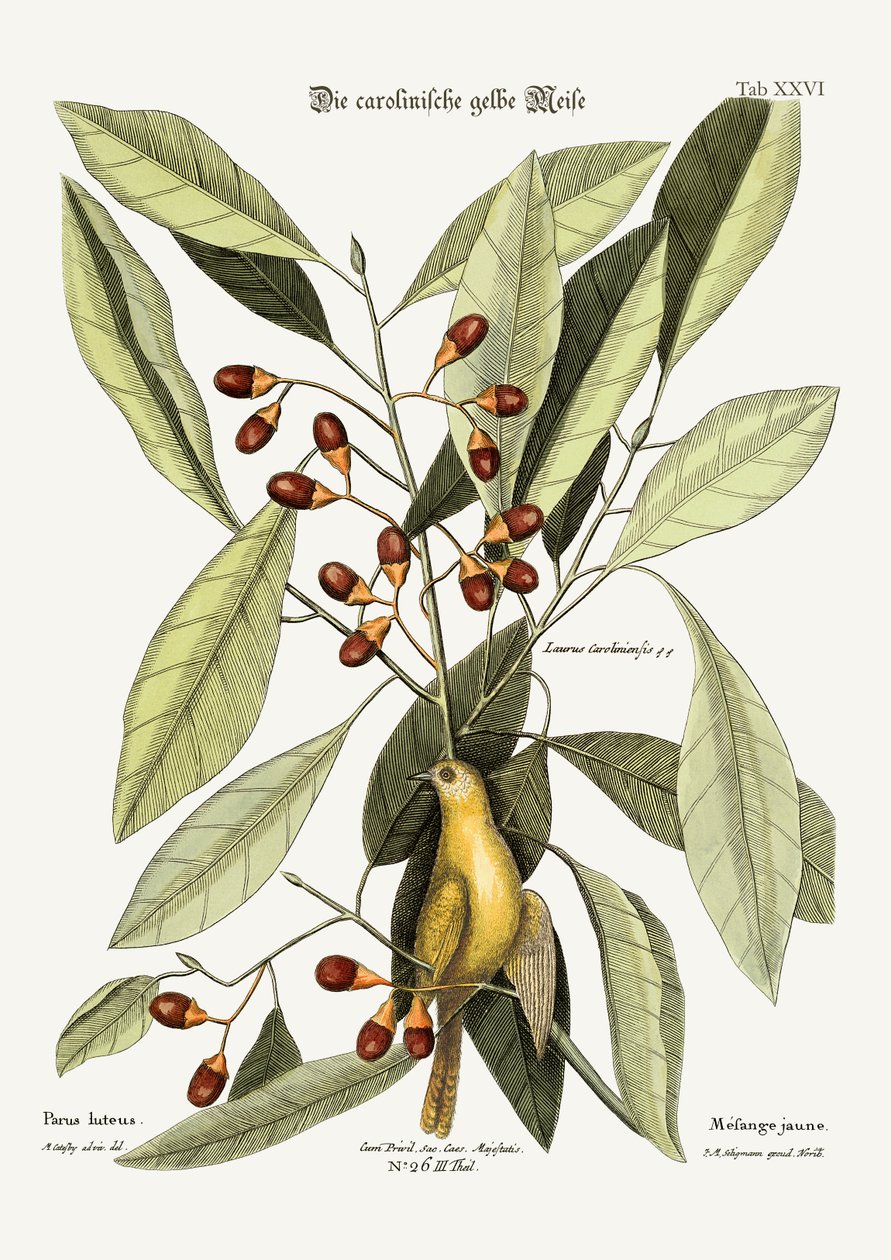 Sarı Baştankara, 1749-73 by Mark Catesby