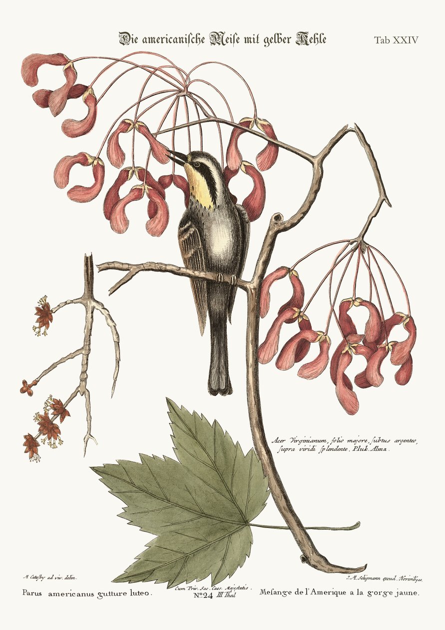 Sarı boğazlı Creeper, 1749-73 by Mark Catesby