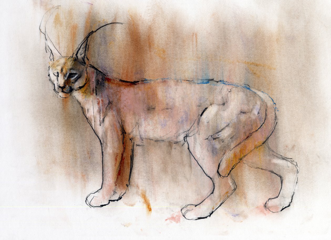 Arabian Caracal, 2009 (kağıt üzerinde karakalem) by Mark Adlington