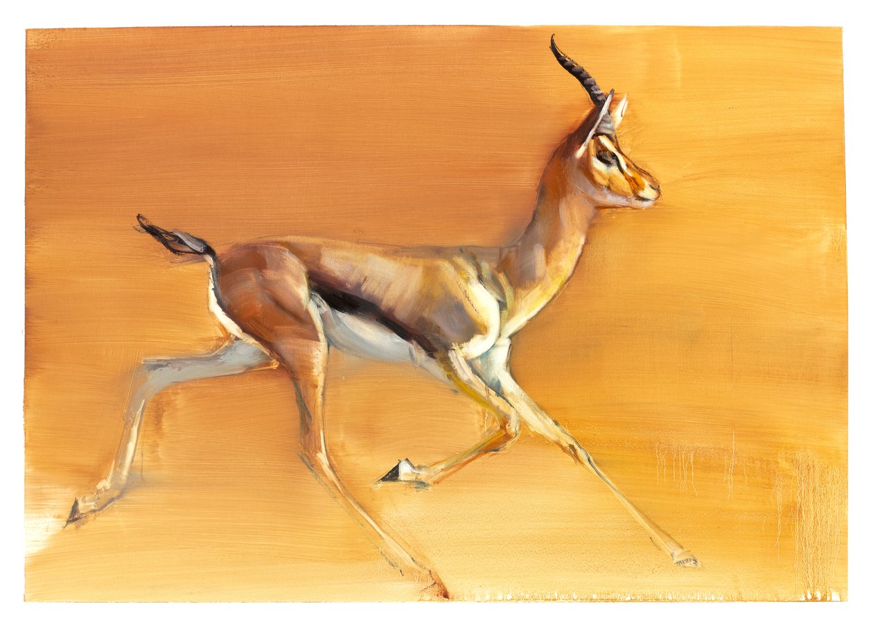Arap Gazeli, 2010 (kağıt üzerine yağlı boya) by Mark Adlington