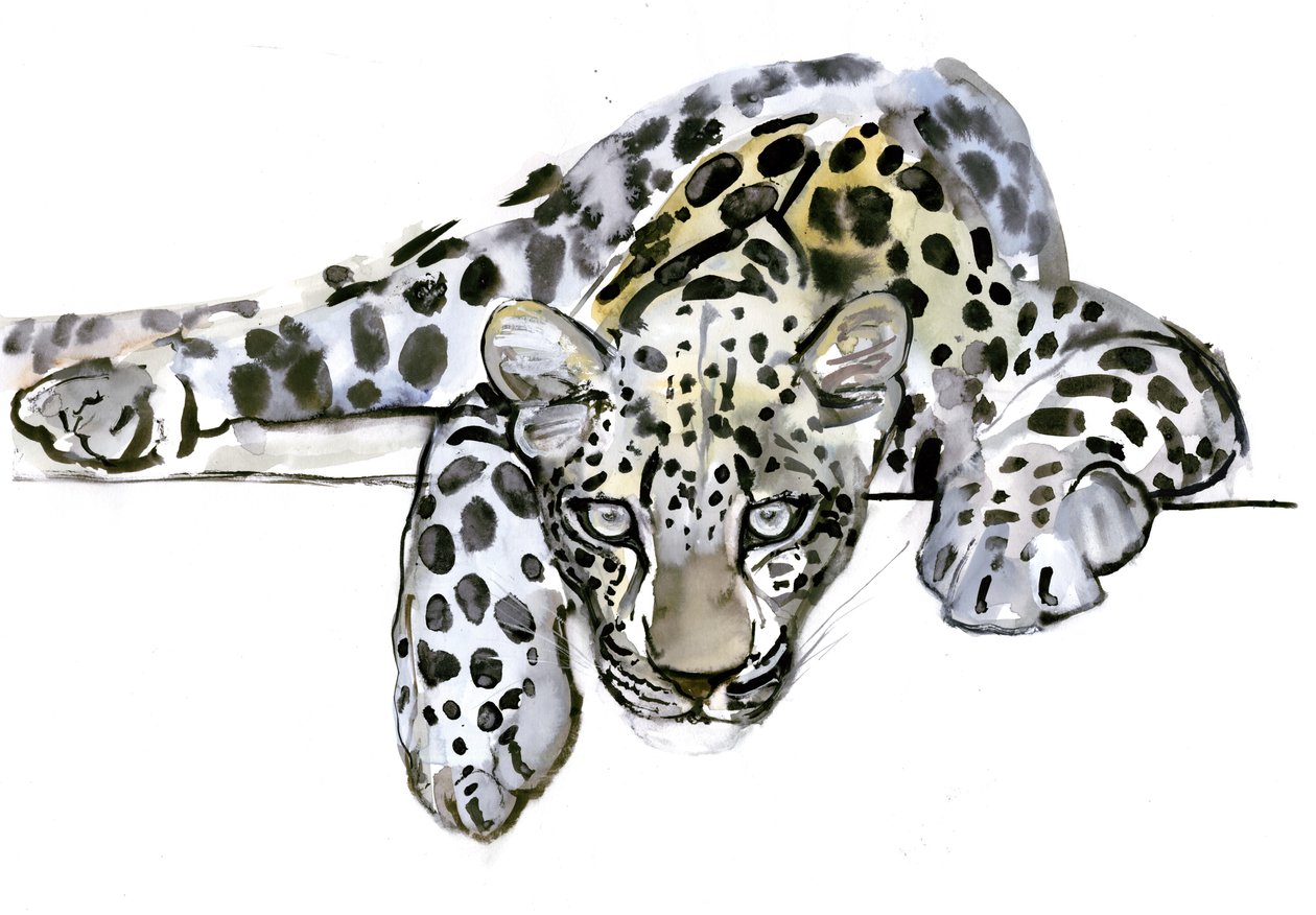 Arap Leoparı, 2008 by Mark Adlington