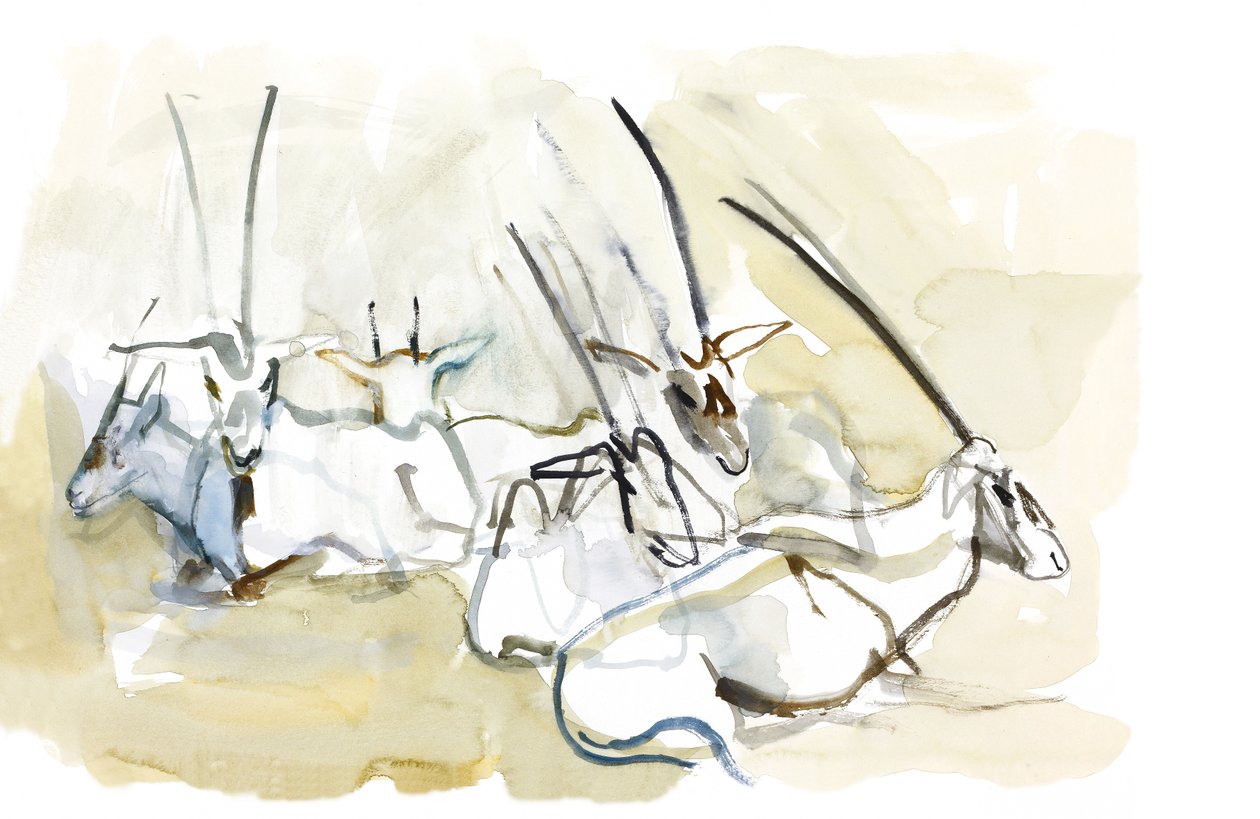 Arabian Oryx, 2010 (kağıt üzerine yağlı boya) by Mark Adlington