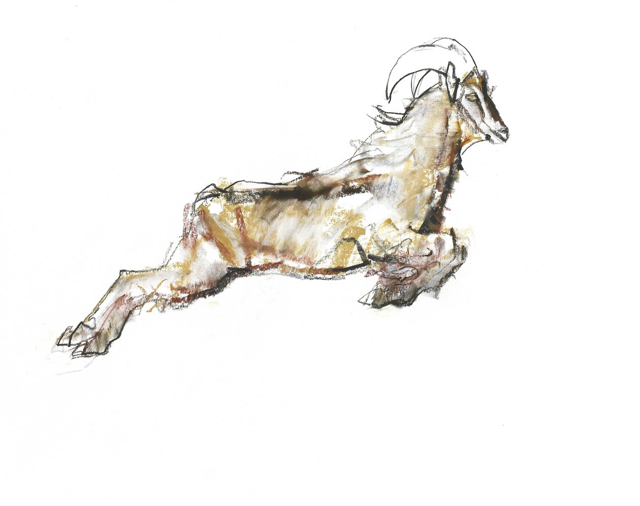 Arabian Tahr, 2009 (kağıt üzerinde conte ve kömür) by Mark Adlington