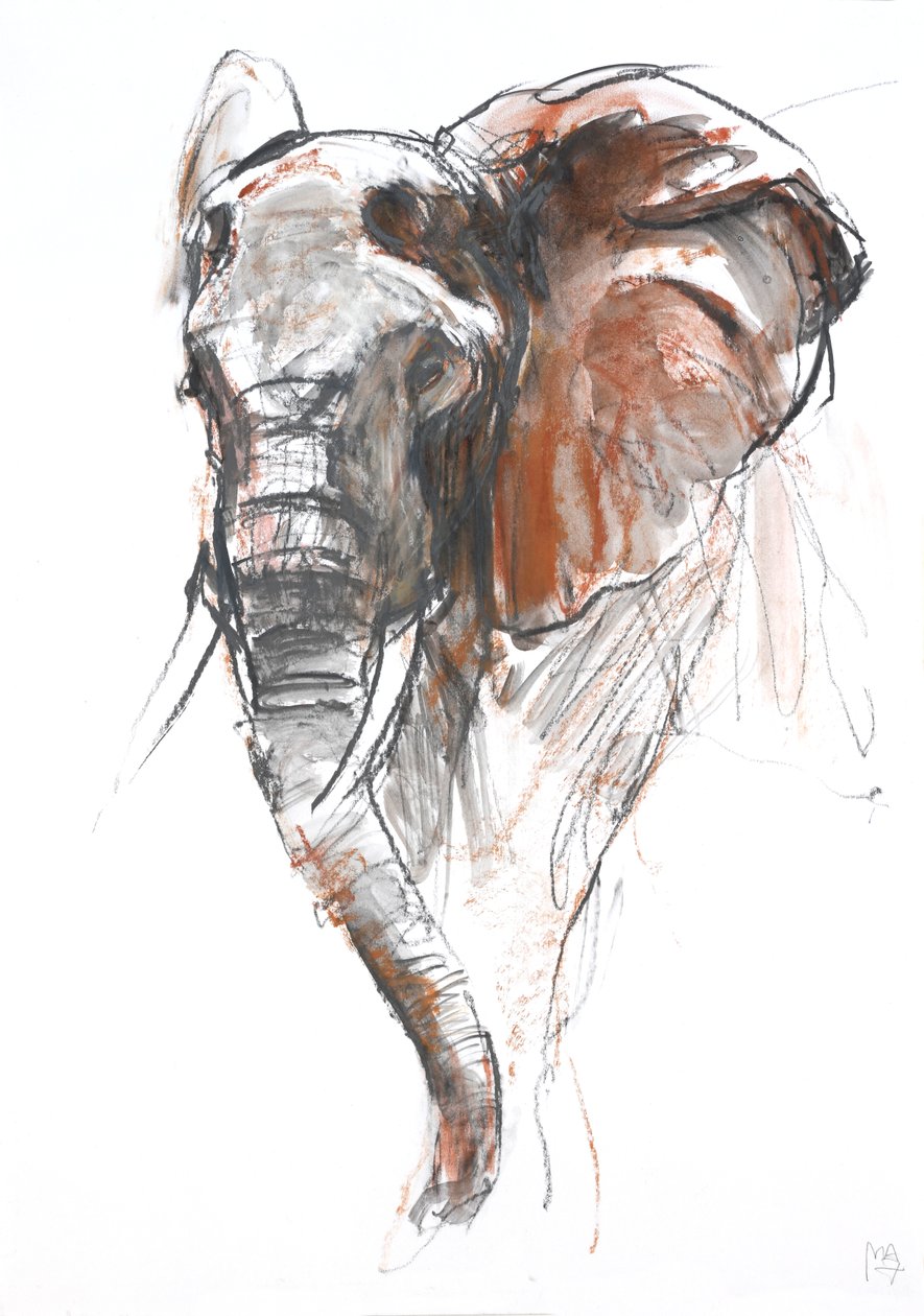 Güzel Dişi Fil, Loisaba, 2018 by Mark Adlington