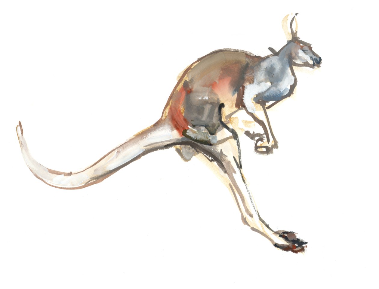 Boing, (Kırmızı Kanguru), 2012, (kağıt üzerine suluboya ve pigment) by Mark Adlington