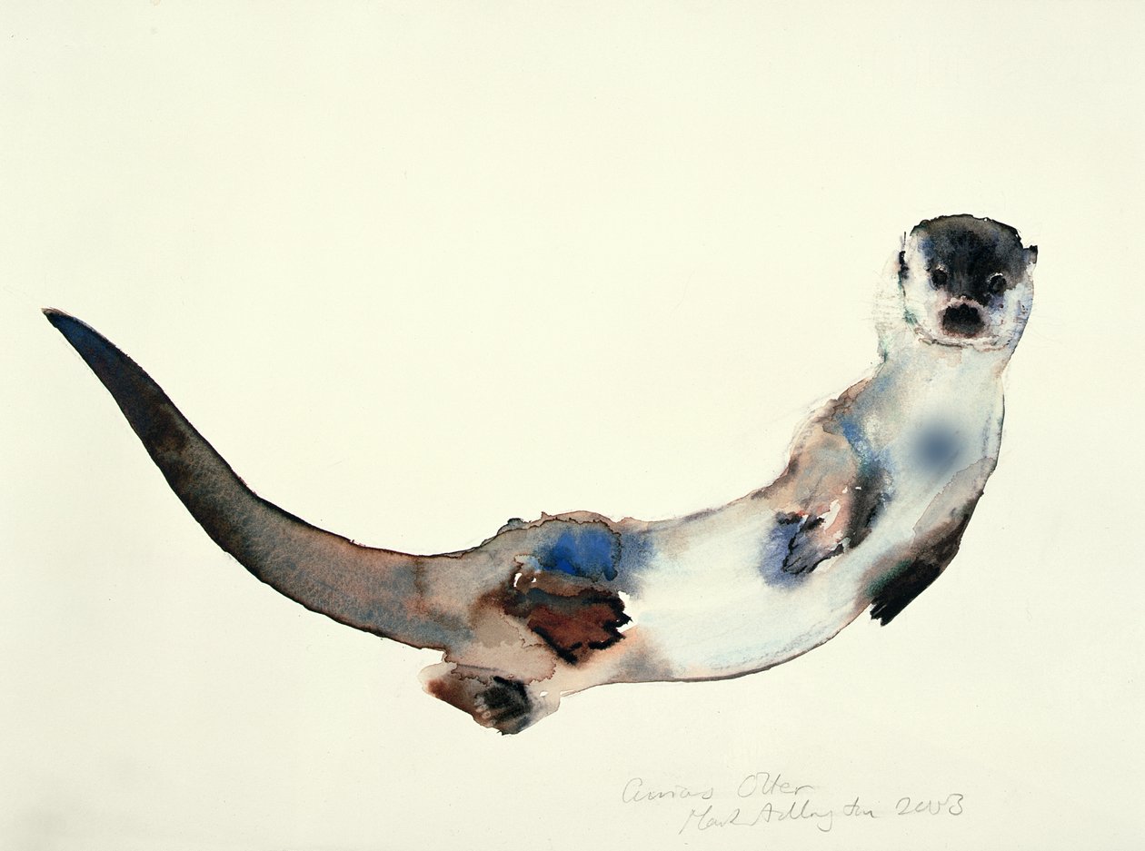Meraklı Su Samuru, 2003 by Mark Adlington
