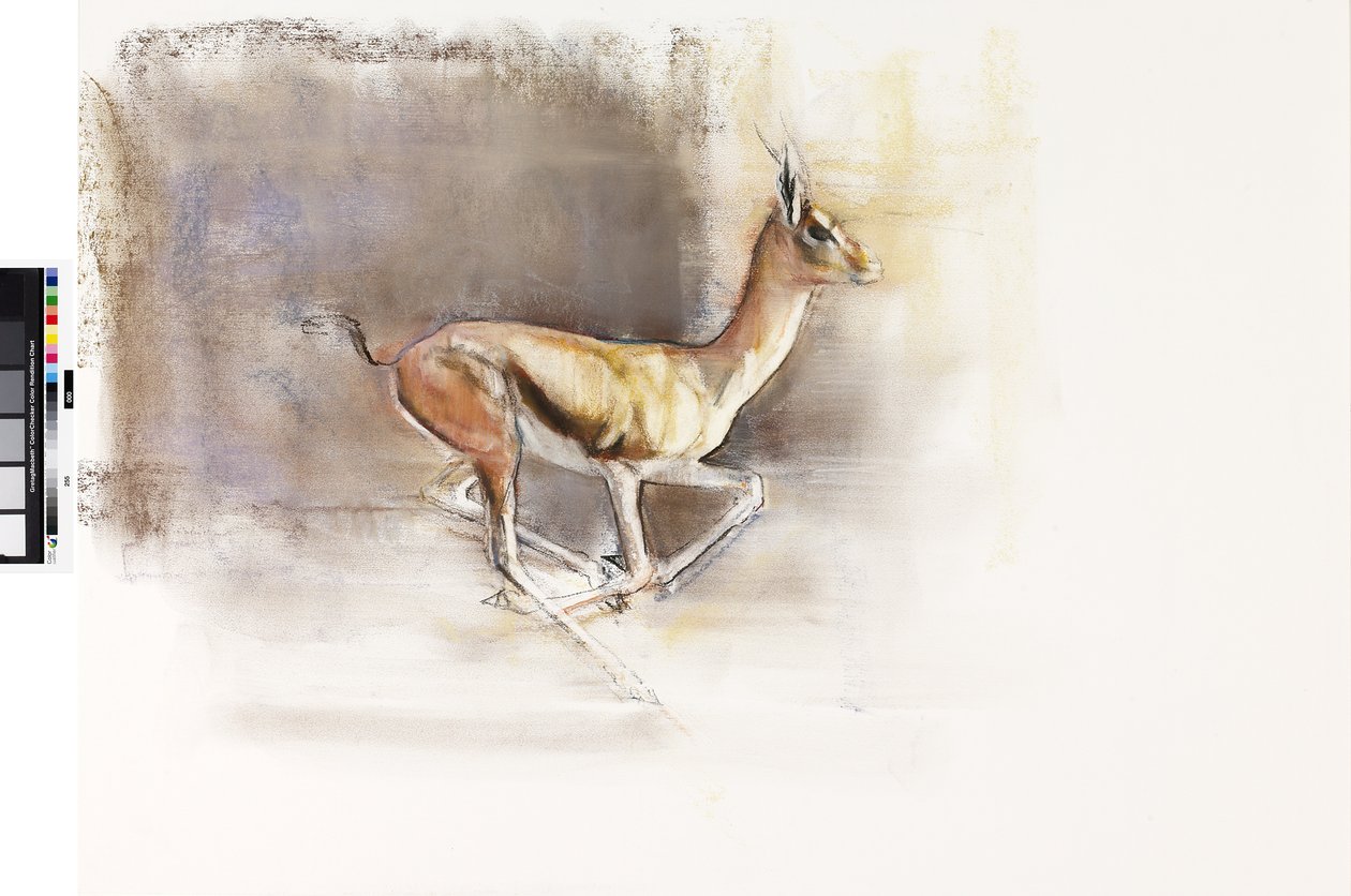 Desert Wind (Arap Gazeli), 2010 (kağıt üzerine yağlı boya) by Mark Adlington