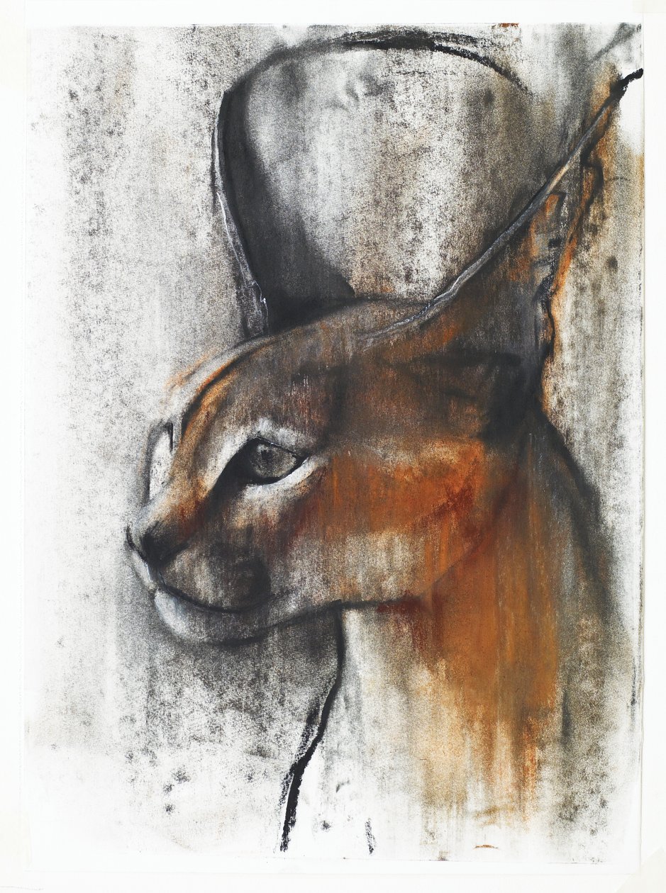 Mısır (Arap Karakulak), 2009 (kağıt üzerinde karakalem) by Mark Adlington