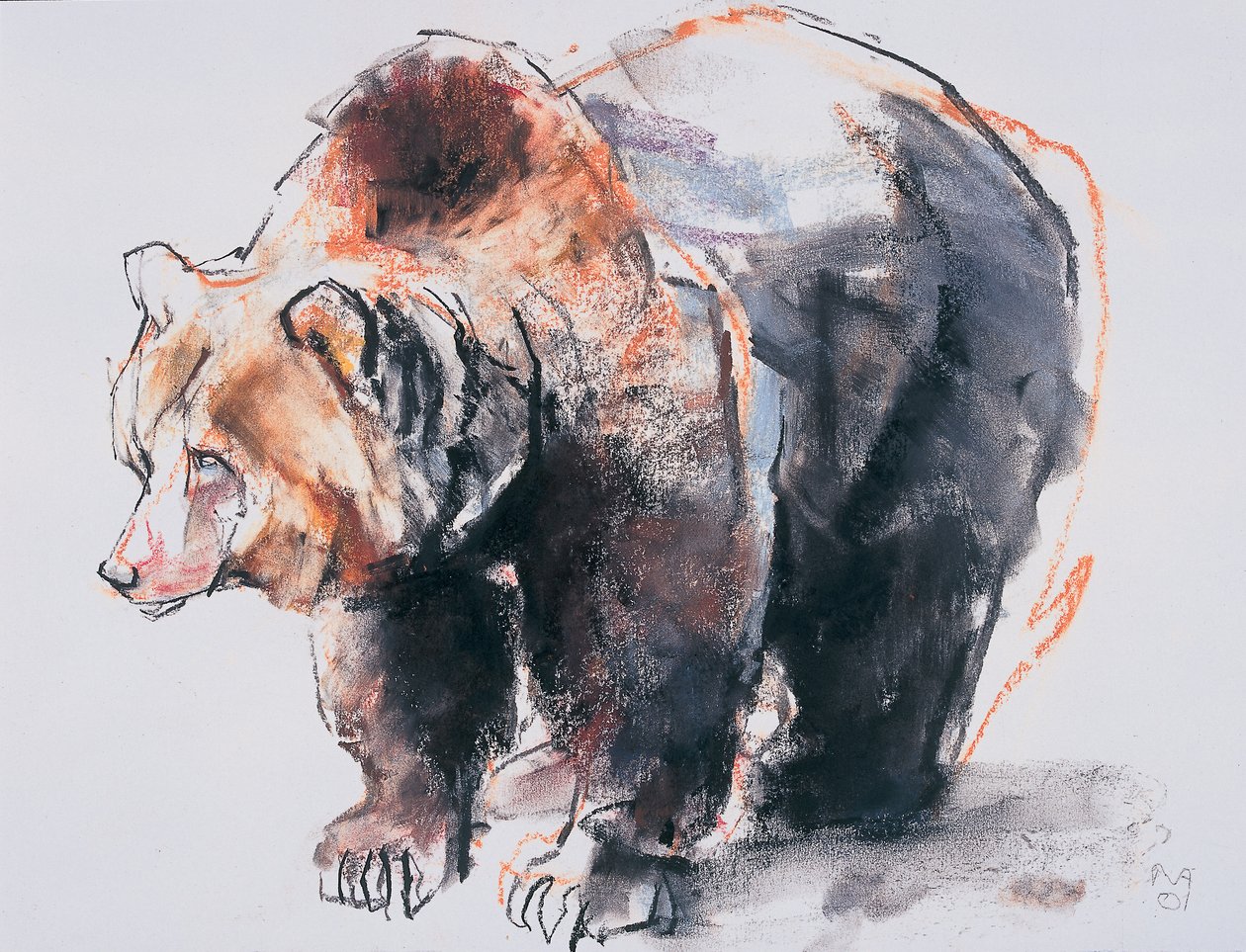 Avrupa Boz Ayı, 2001 (kağıt üzerinde kömür ve conte) by Mark Adlington