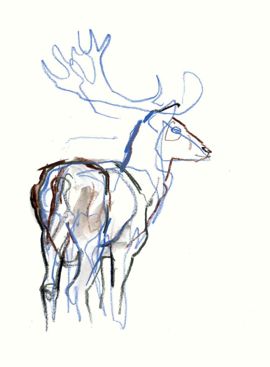Nadas Buck, 2021 by Mark Adlington