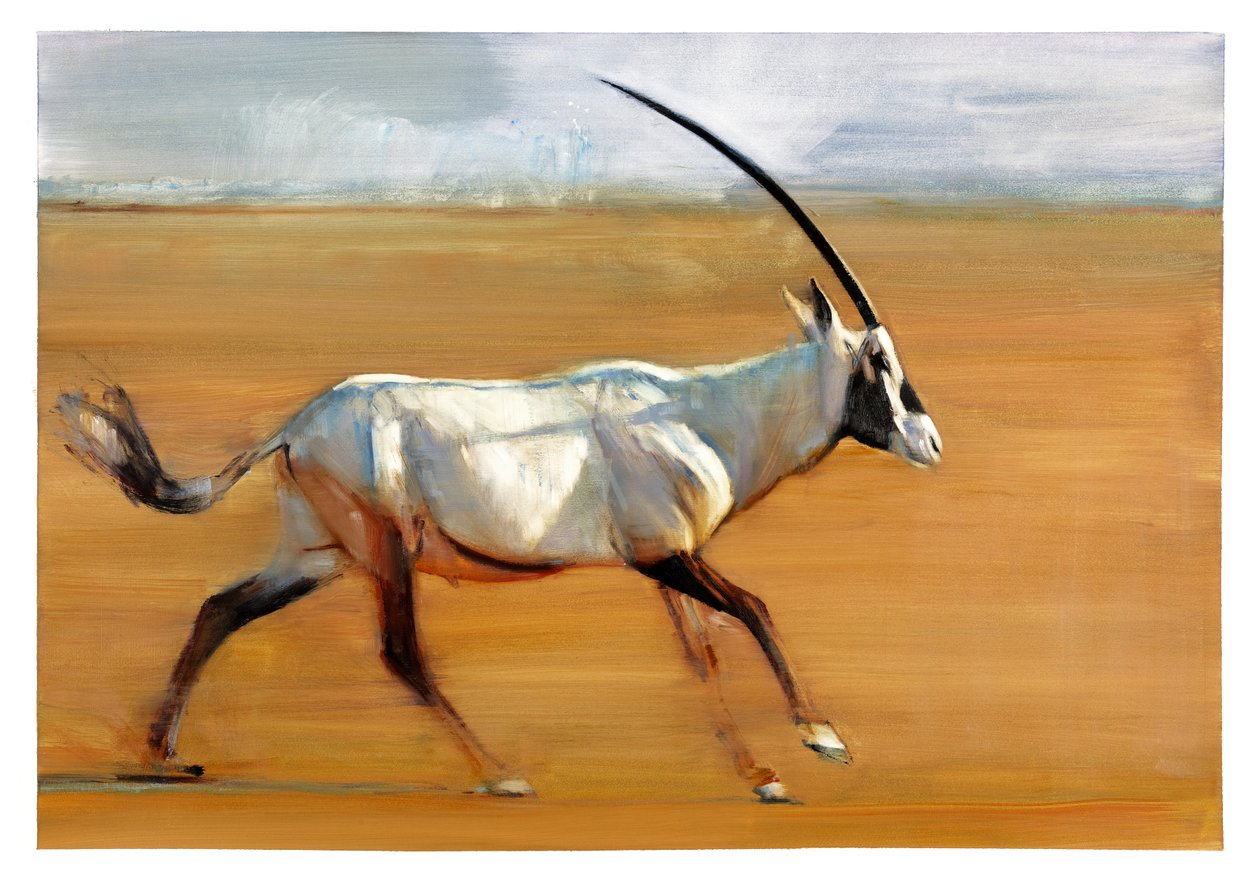 Galloping Oryx, 2010 (kağıt üzerinde yağlı boya) by Mark Adlington