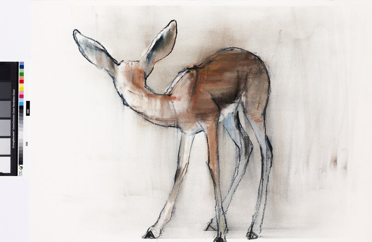 Gazelle Fawn (Arap Gazeli) 2010 (kağıt üzerine yağlı boya) by Mark Adlington
