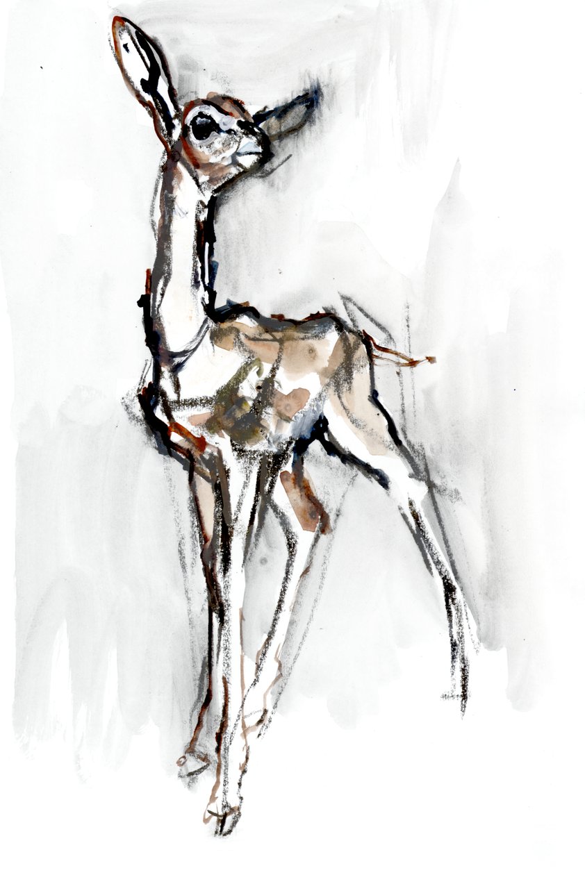 Gerenuk açık kahverengi, Sarara, 2018 by Mark Adlington