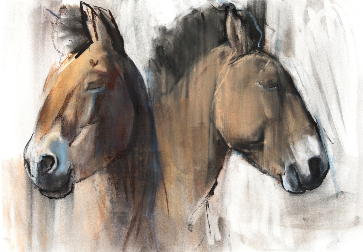 Head Study (Przewalski) 2012, (kağıt üzerinde kömür, conté ve pastel) by Mark Adlington