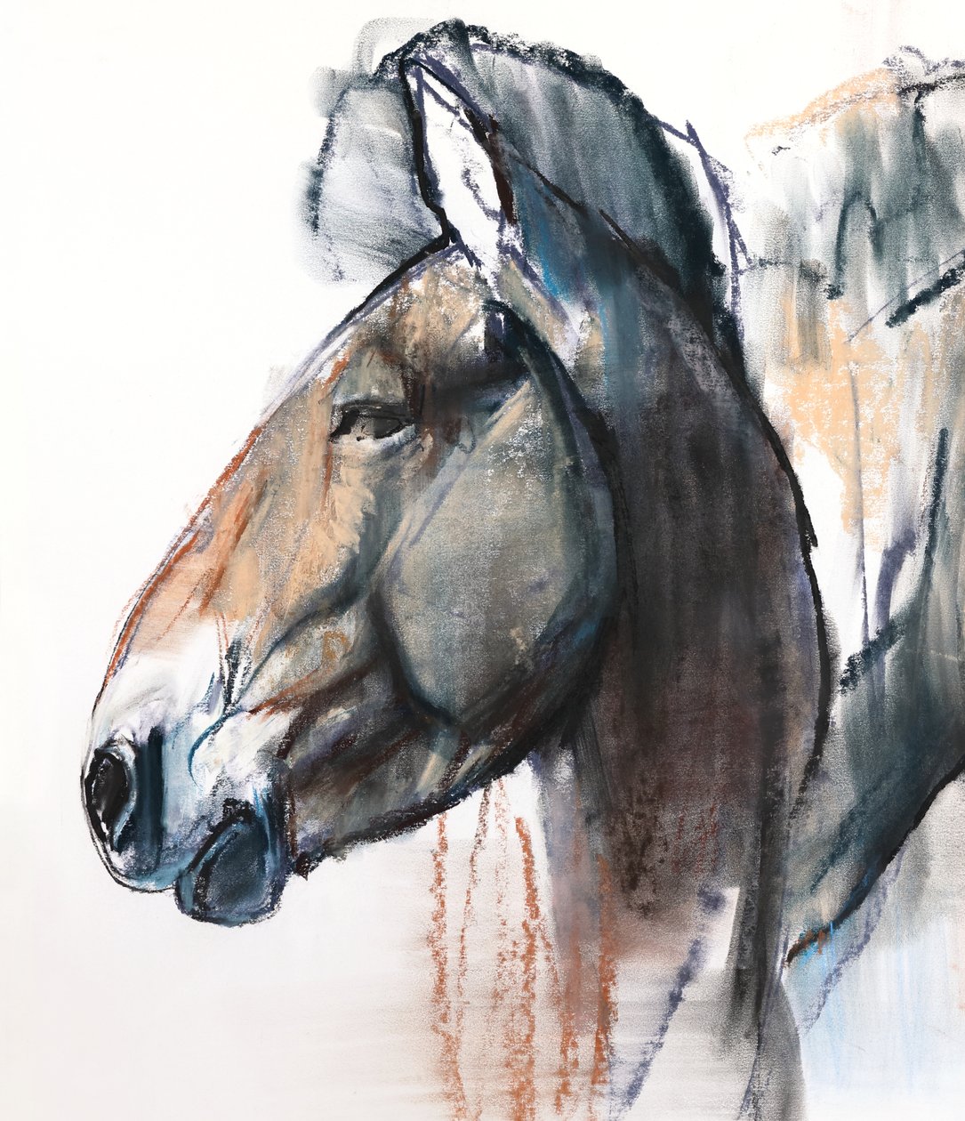 Head Study, Przewalski, 2013, (detay), (kağıt üzerinde pastel ve karakalem) by Mark Adlington