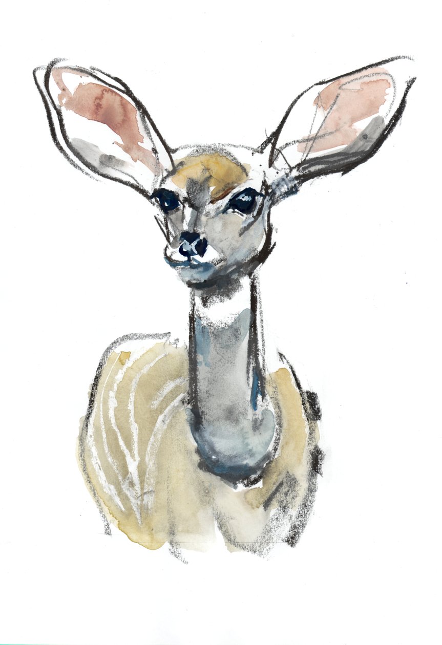 Güney Geyik Yavrusu, Sarara, 2018 by Mark Adlington