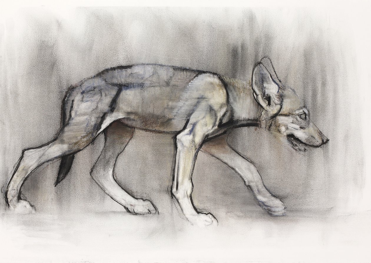 Lean Pup (Arap Kurdu), 2009 (kağıt üzerinde karakalem) by Mark Adlington
