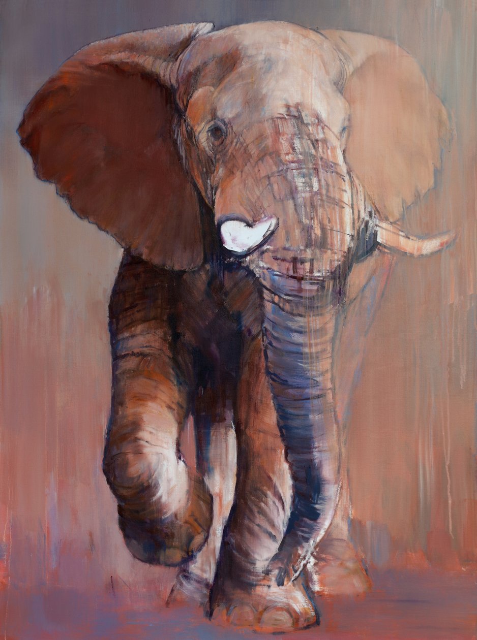 Loisaba Boğası, 2018 by Mark Adlington