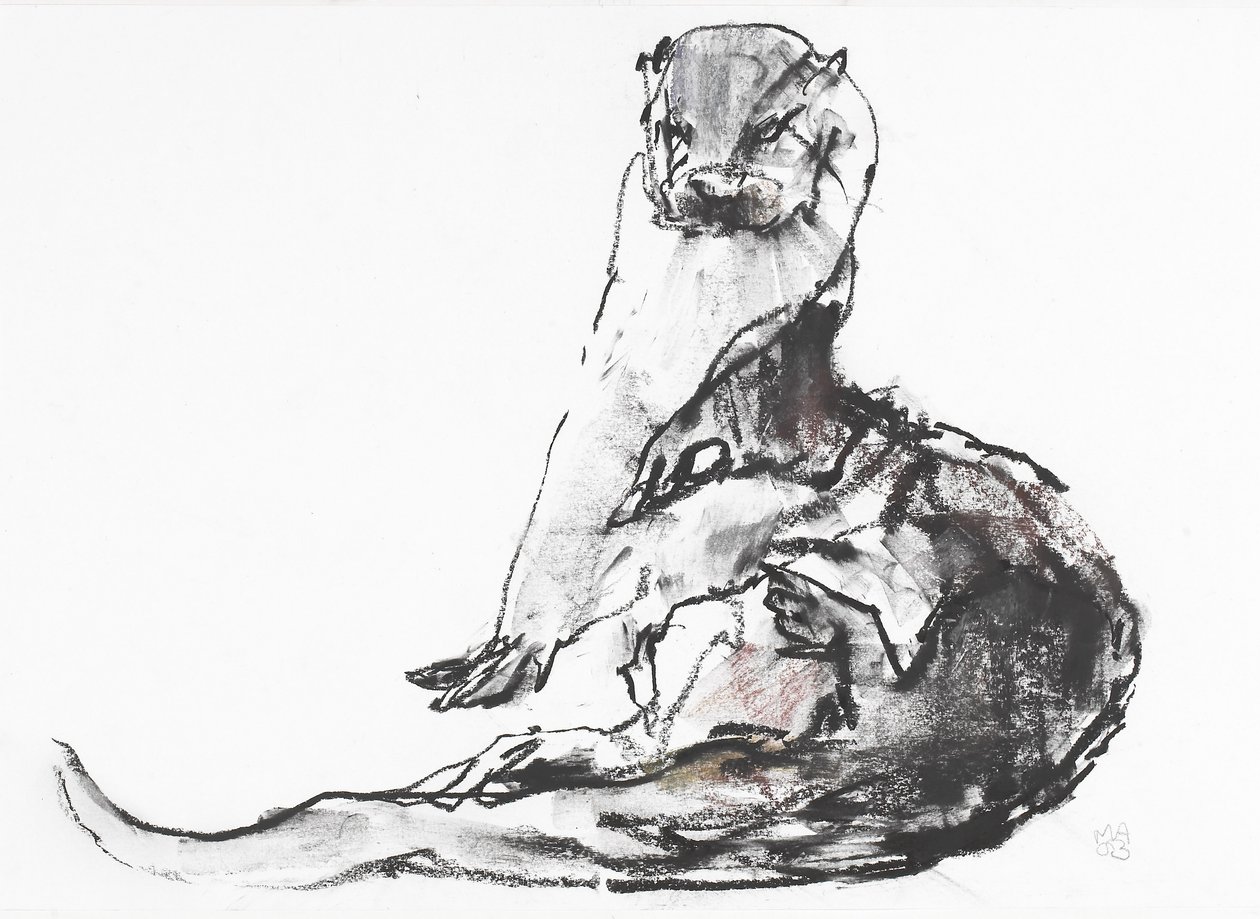 Lutra lutra (kağıt üzerinde kömür ve conte) by Mark Adlington