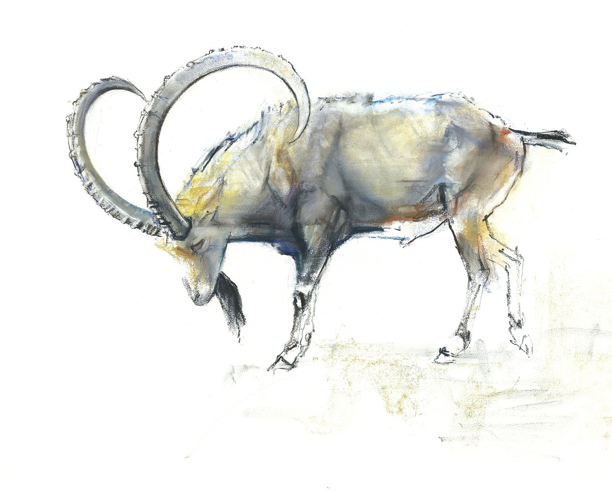 Nubian Ibex, 2008 (kağıt üzerinde karakalem) by Mark Adlington