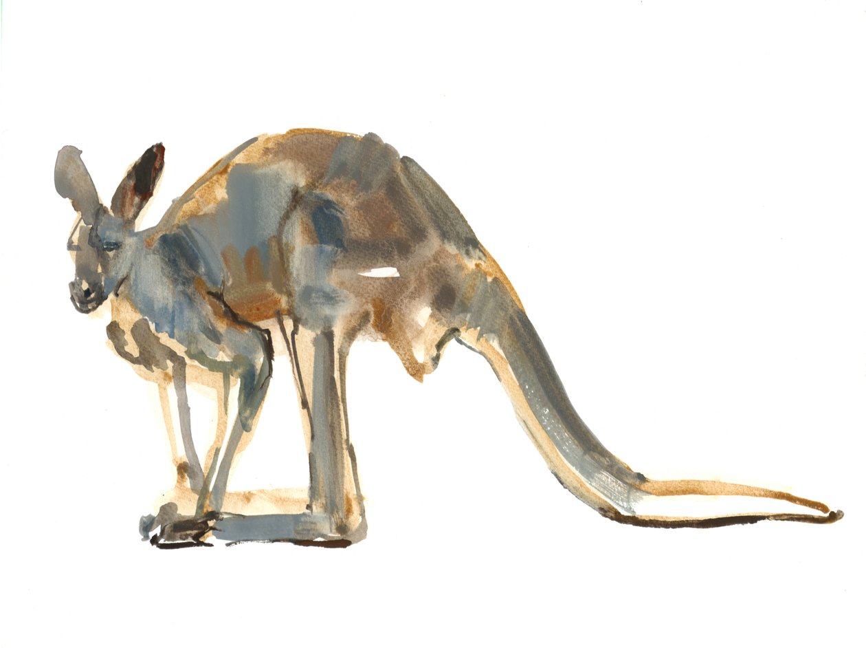 Ocher Dusted, (Kırmızı Kanguru), 2012, (kağıt üzerine suluboya ve pigment) by Mark Adlington