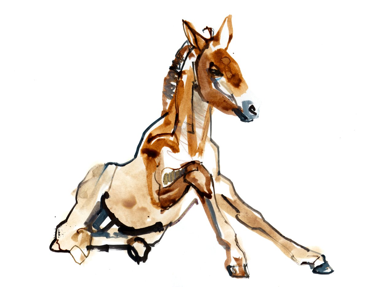 Ocher Foal (Przewalski), 2013 (sennelier mürekkebi, sulu boya ve guaj) by Mark Adlington