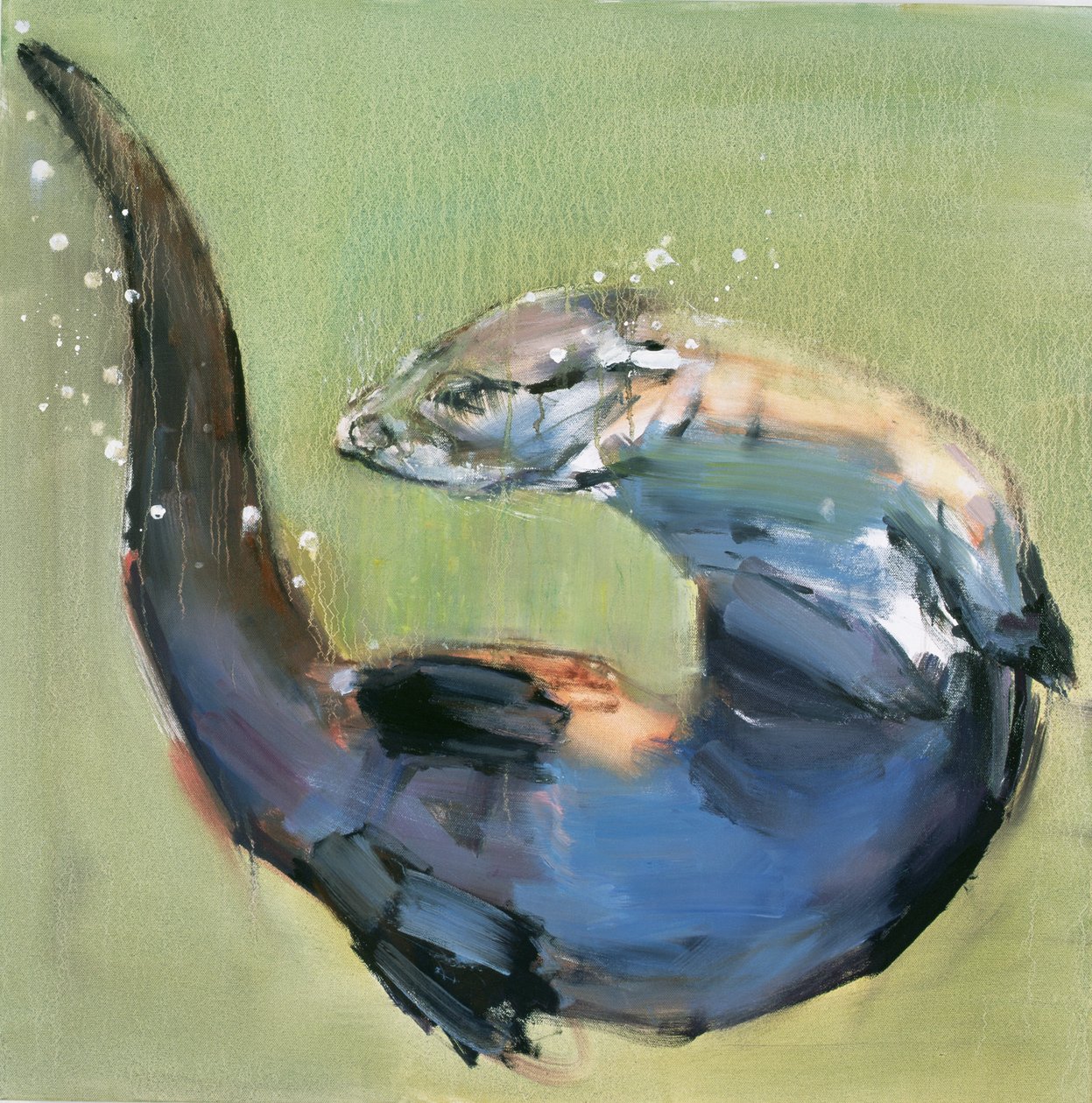 su samuru, 2003 by Mark Adlington