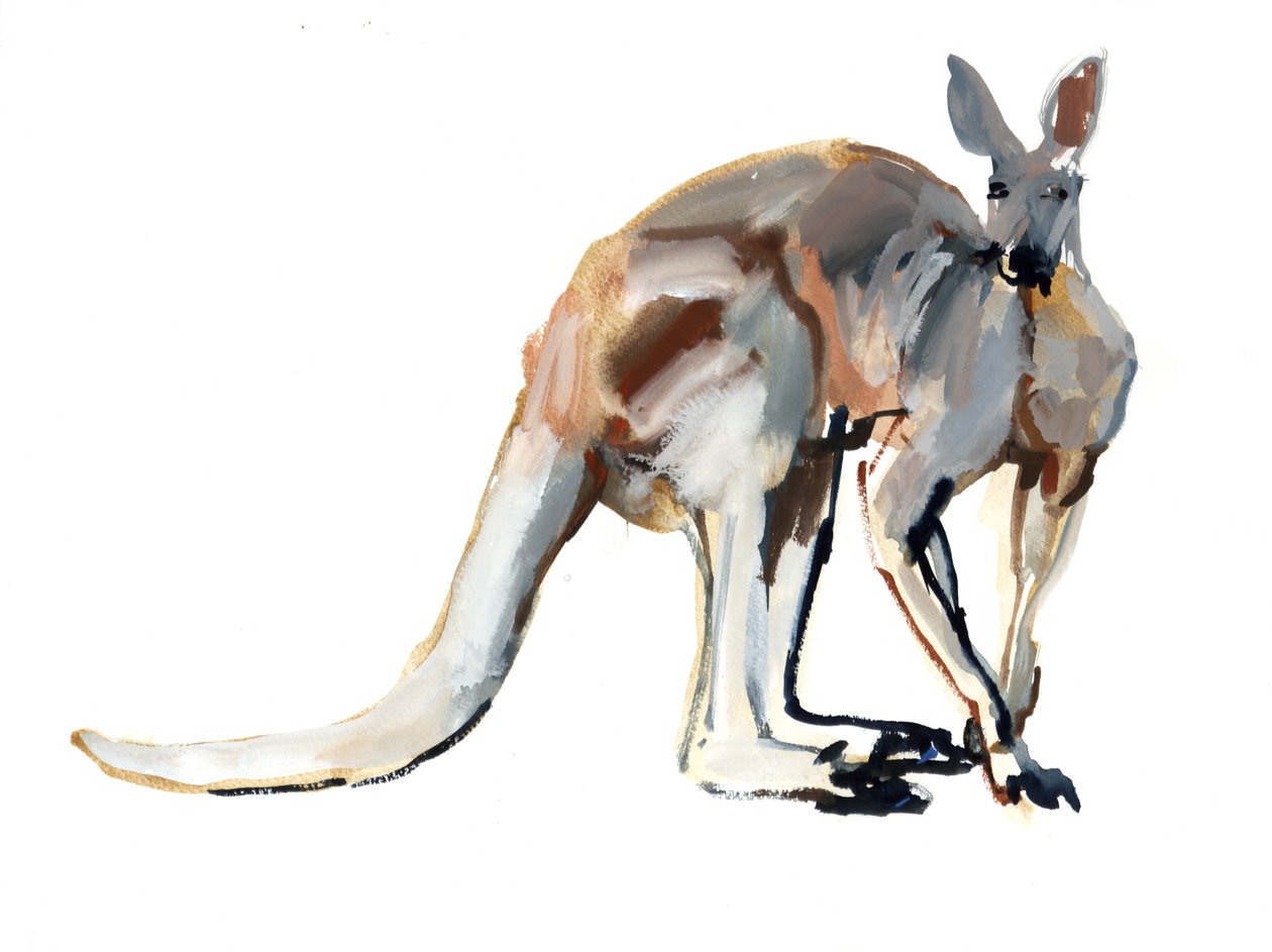 Roo, (Kırmızı Kanguru), 2012, (kağıt üzerine suluboya ve pigment) by Mark Adlington