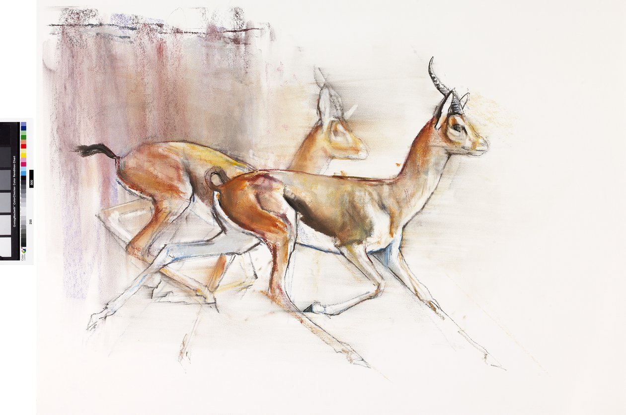 Arap Gazellerini Çalıştırmak, 2010 (kağıt üzerinde yağlı boya) by Mark Adlington