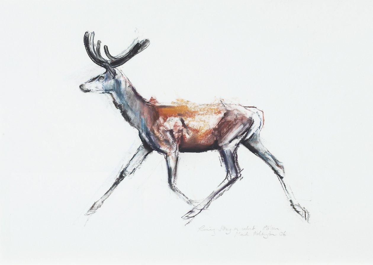 Kadife Koşmak Geyik, Polsen, 2006 (kağıt üzerinde kömür ve konte) by Mark Adlington