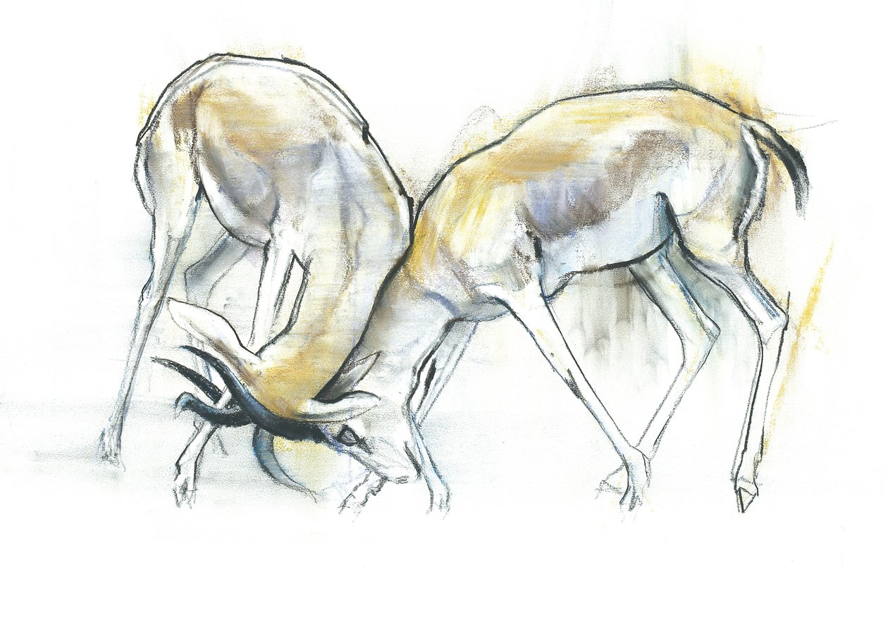 Kum Gazelleri, 2009 (kağıt üzerinde konte ve kömür) by Mark Adlington