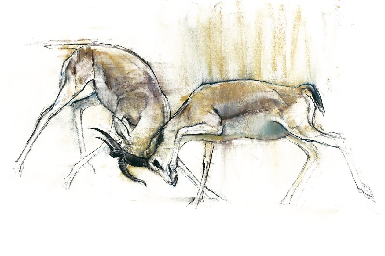 Kum Gazelleri, 2009 (kağıt üzerinde konte ve kömür) by Mark Adlington
