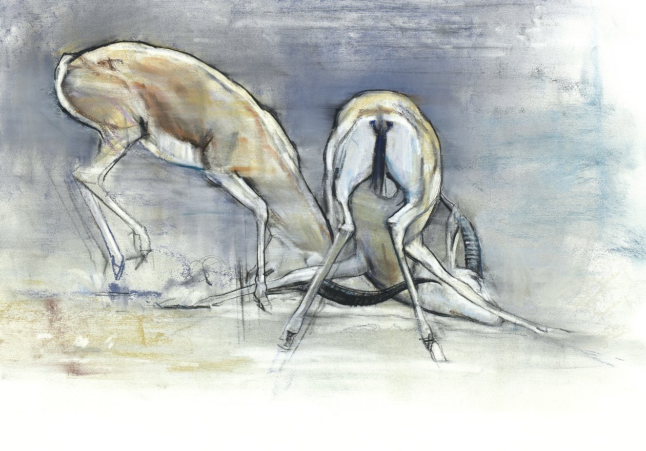 Kum Gazelleri, 2009 (kağıt üzerinde konte ve kömür) by Mark Adlington