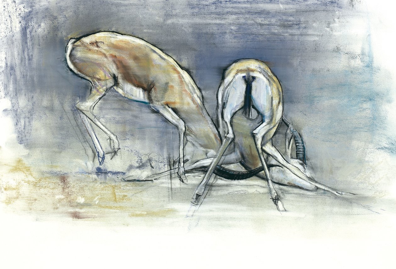 Kum Gazelleri, 2009 (kağıt üzerinde konte ve kömür) by Mark Adlington