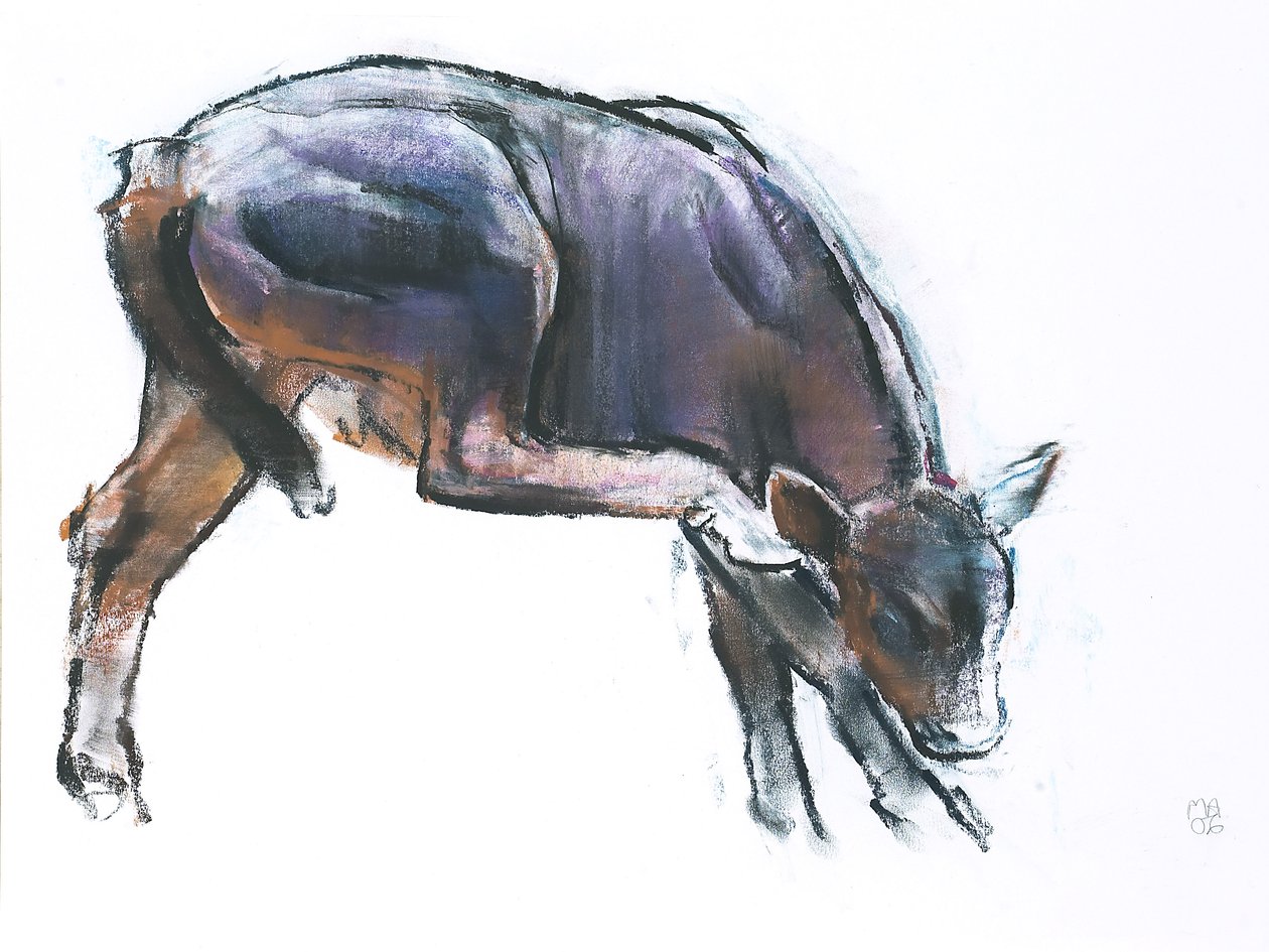 Scratching Calf, 2006 (kağıt üzerinde karakalem) by Mark Adlington