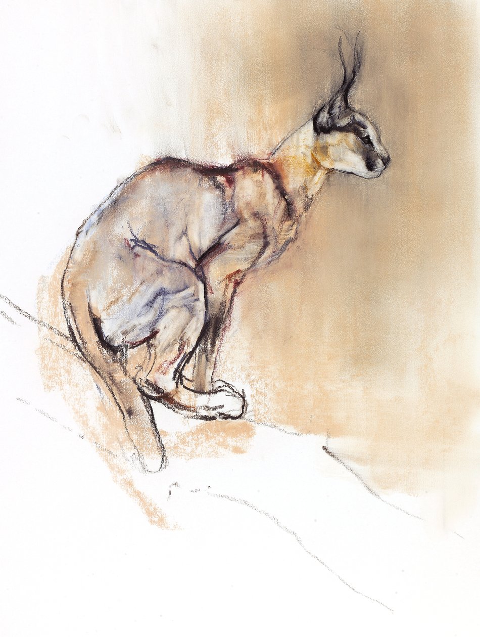 Seated Caracal, 2009 (kağıt üzerinde karakalem) by Mark Adlington