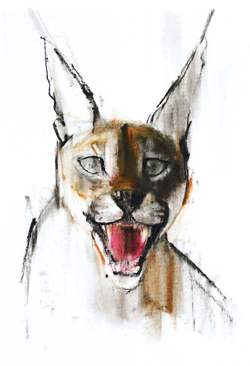 Snarl (Arap Karakulak), 2009 (kağıt üzerinde karakalem) by Mark Adlington