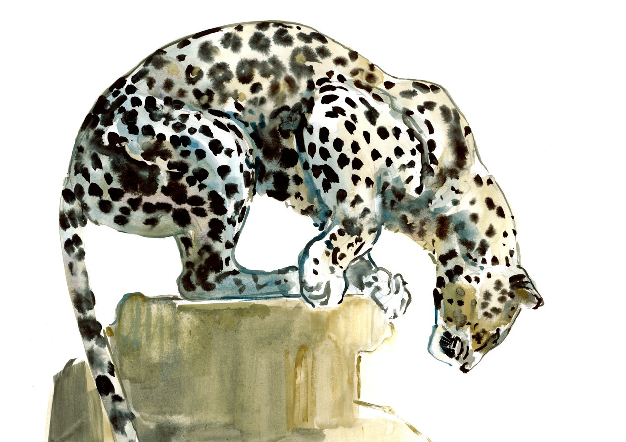 Omurga (Arap Leoparı), 2015, (kağıt üzerine sulu boya ve guaj boya) by Mark Adlington