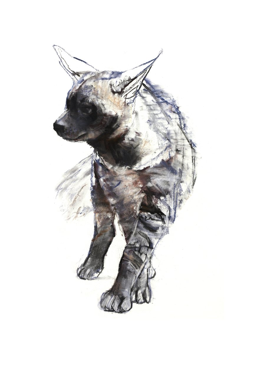 Çizgili Sırtlan Yavrusu, 2010, (kağıt üzerinde conté ve pastel) by Mark Adlington