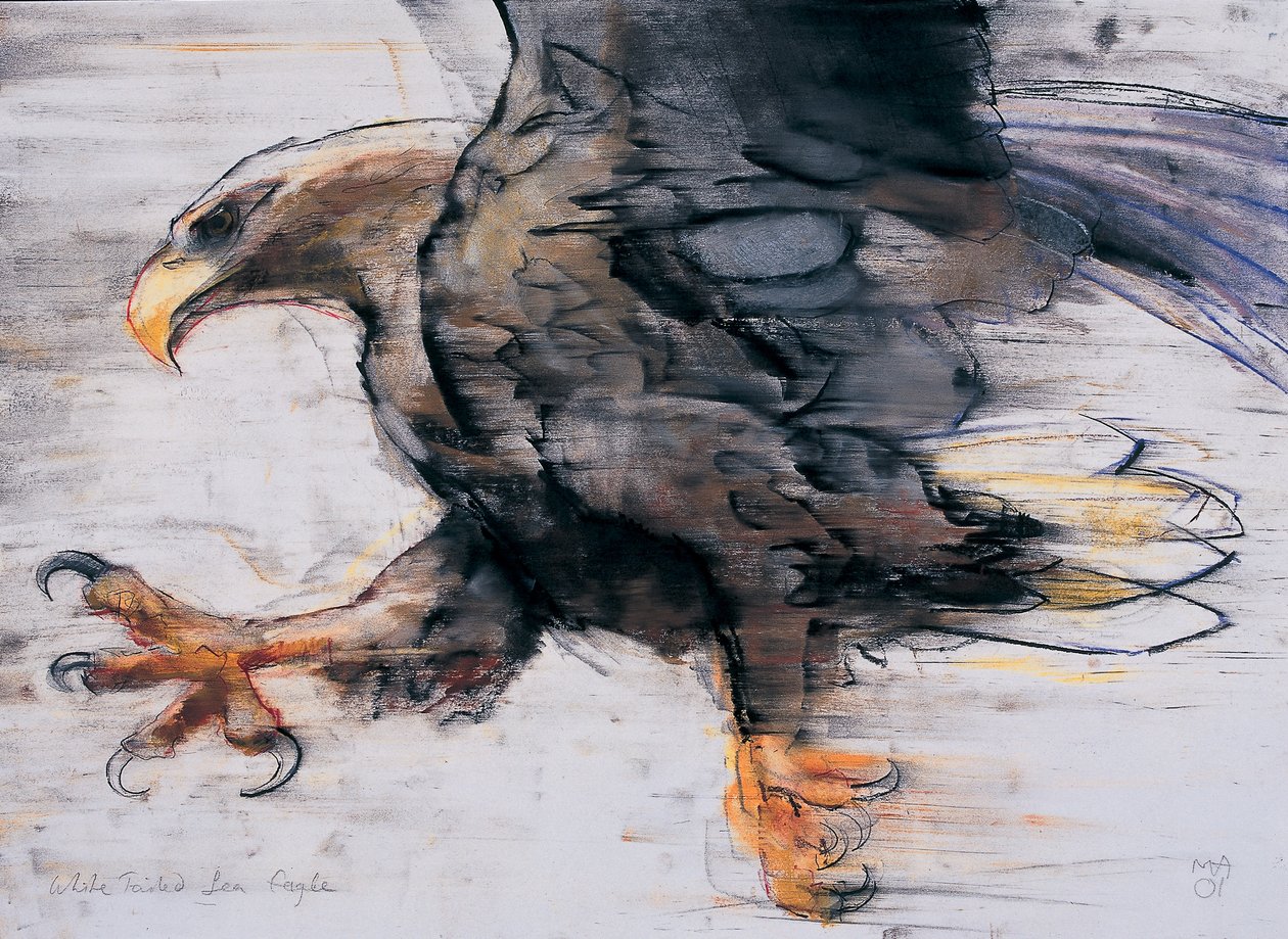 Pençeler - Beyaz Kuyruklu Deniz Kartalı, 2001 (kağıt üzerinde kömür ve conte) by Mark Adlington