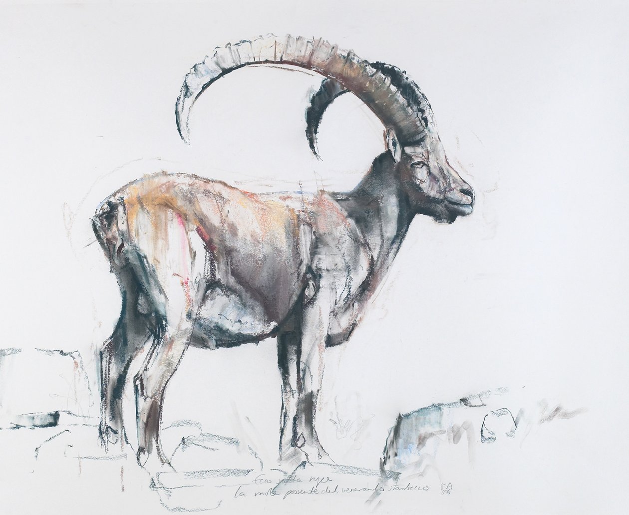 Saygıdeğer Stambecco, 2006 (kağıt üzerinde kömür und conte) by Mark Adlington