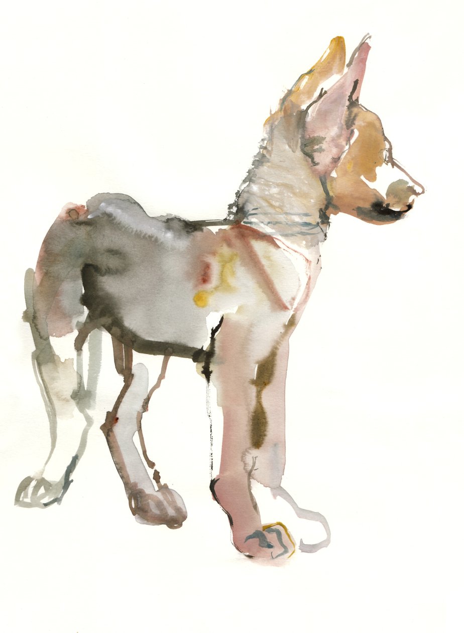 Waggle (Arap Kurt Yavrusu), 2011, (kağıt üzerine sulu boya ve guaj boya) by Mark Adlington