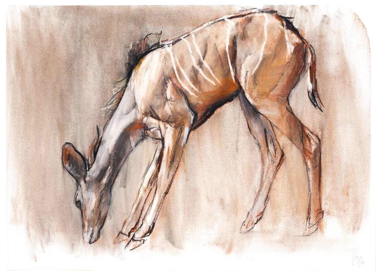 Genç Kudu, Loisaba, 2018 by Mark Adlington