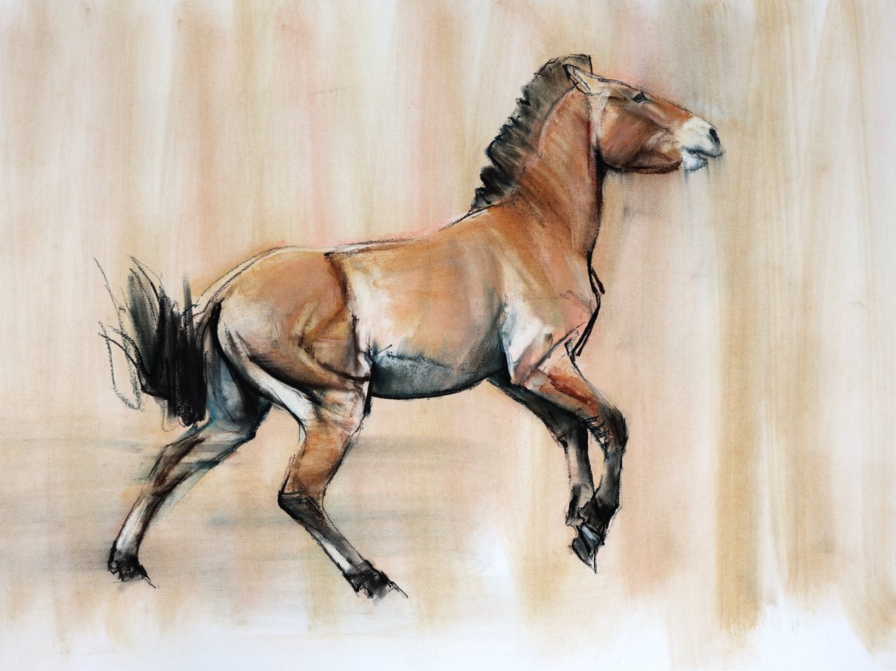 Genç Aygır (Przewalski), 2014, (kağıt üzerinde pastel ve karakalem) by Mark Adlington
