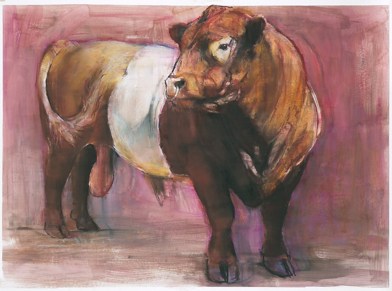 Zeus, Red Belted Galloway Bull, 2006 (kağıt üzerinde karışık teknik) by Mark Adlington