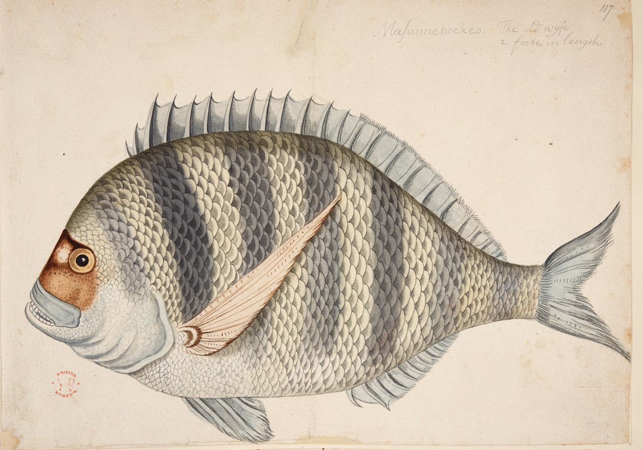 Bir balık. by Mark Catesby