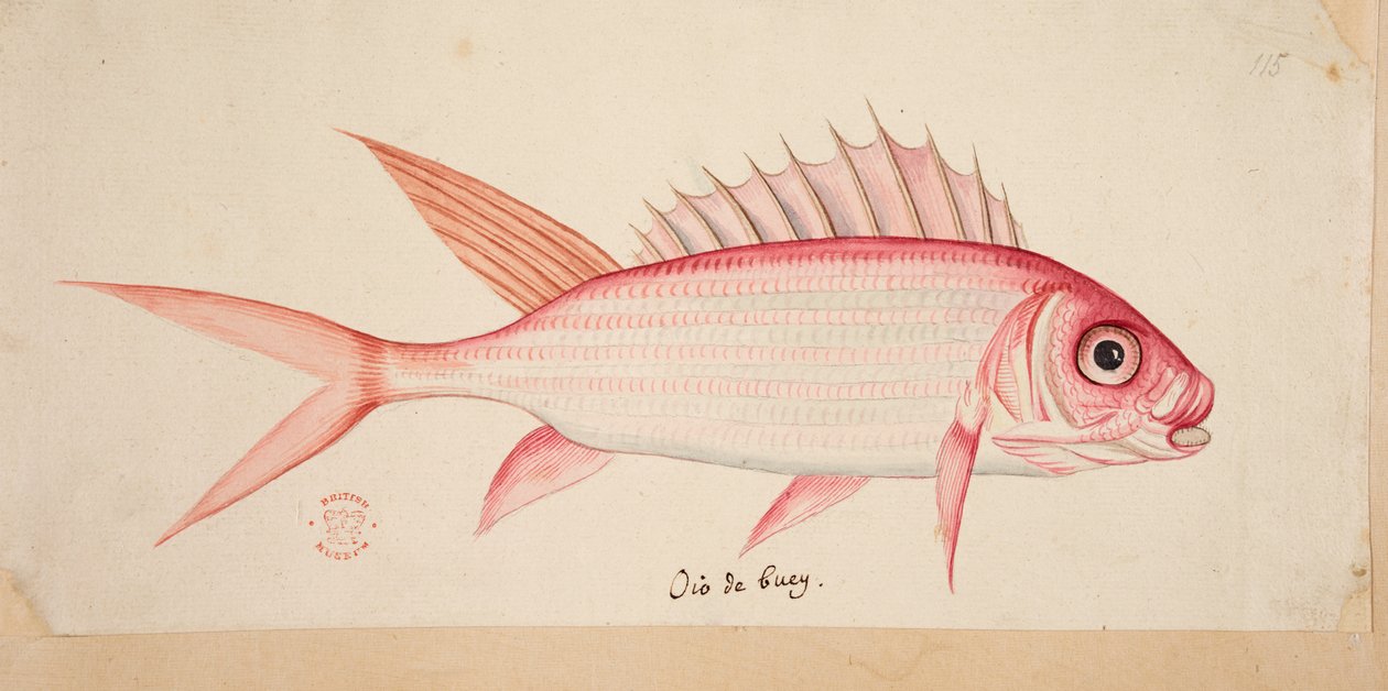 Bir balık. by Mark Catesby